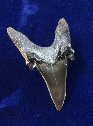 Large Approx.  1.  5” Jaekelotodus Trigonalis Fossil Eocene Shark Tooth Kazakhstan