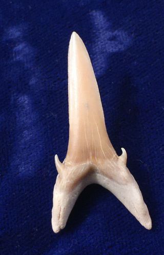Large Approx 1.  5” Brachycarcharias Sp.  Fossil Eocene Shark Tooth Western Sahara