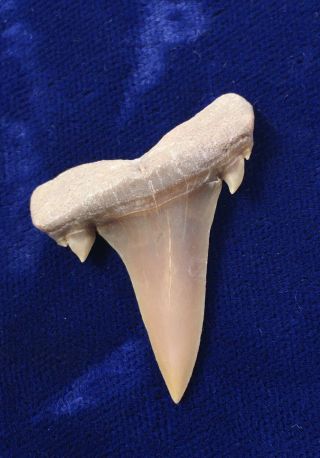 Serratolamna Koerti Fossil Eocene Shark Tooth Western Sahara