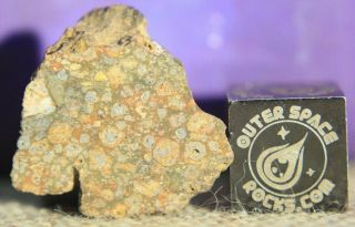 Nwa 13385 Cvred3 Primitive Carbonaceous Chondrite Meteorite 2.  3 Gram End Cut