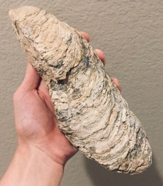 Huge France Fossil Bivalve Crassostrea Gryphoides Miocene Megalodon Age Oyster