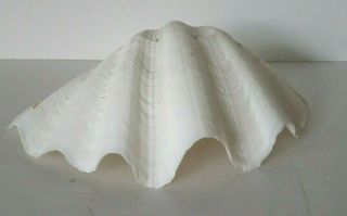 Natural Giant Clam Shell Deep Sea Nautical 9 1/2 " W X 7 " D