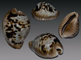 Seashell Cypraea Mus Sp.  Gorgeous Crazy Pattern 58.  7 Mm F,