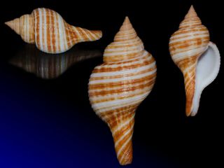 Seashell Taphon Clavella Maganensis Subspecies Fantastic 50.  6 Mm