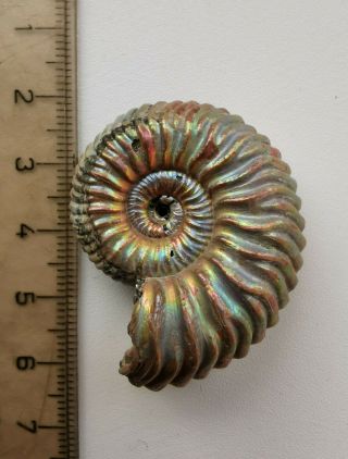 Fossil Jurassic ammonite Vertumniceras from Russia 3
