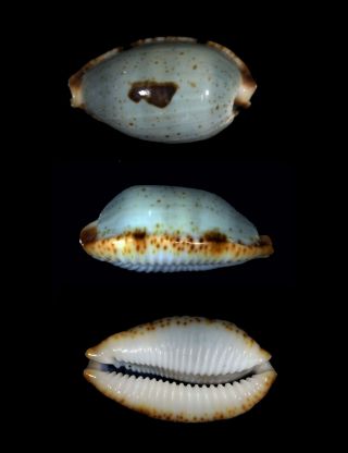 Cypraea Stolida Salaryensis Best Top Seashells -