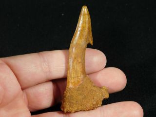A Big Natural 120 Million Year Old Dinosaur Era Sawfish Tooth Fossil 17.  3gr