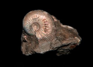 Ammonite Pseudocadoceras Fossil Russia