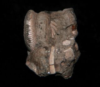 Ammonite Pseudocadoceras Fossil Russia 2