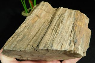 Perfect Bark A Big 225 Million Year Old Petrified Wood Fossil From Utah 2282gr