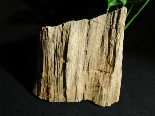 Perfect BARK A Big 225 Million Year Old Petrified Wood Fossil From Utah 2282gr 2