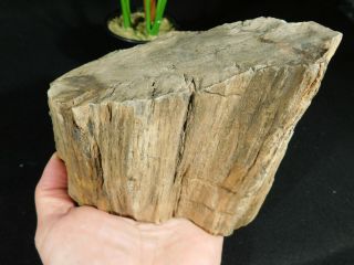 Perfect BARK A Big 225 Million Year Old Petrified Wood Fossil From Utah 2282gr 3