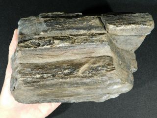 Perfect BARK A BIG 225 Million Year Old Petrified Wood Fossil From Utah 3003gr 2