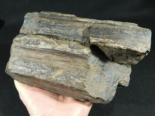 Perfect BARK A BIG 225 Million Year Old Petrified Wood Fossil From Utah 3003gr 3