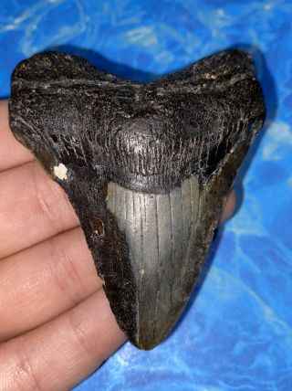Huge 2.  98” Megalodon Shark Tooth Teeth Fossil Meg Scuba Diver Direct 1499