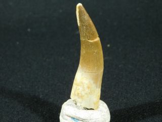 A Big 100 Natural S.  Maroccanus Spinosaurus Tooth Fossil From Morocco 15.  9gr