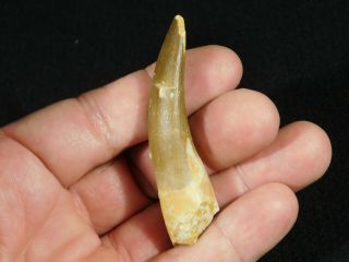 A Big 100 Natural S.  Maroccanus SPINOSAURUS TOOTH Fossil From Morocco 15.  9gr 2