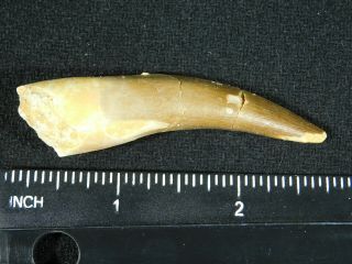 A Big 100 Natural S.  Maroccanus SPINOSAURUS TOOTH Fossil From Morocco 15.  9gr 3