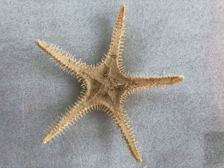 Preserved Dried Starfish