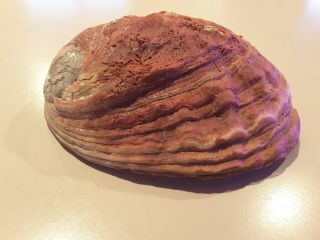Vintage Red Abalone Shell 7 1/2 X 6” Natural Seashell