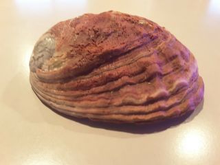 Vintage Red Abalone Shell 7 1/2 x 6” Natural Seashell 2
