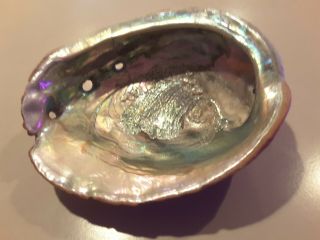 Vintage Red Abalone Shell 7 1/2 x 6” Natural Seashell 3