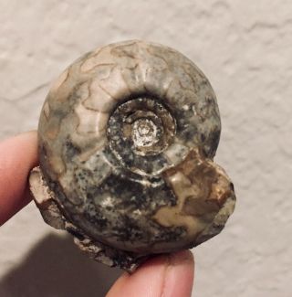 Rare Russia Ammonite Fossil Uraloceras Involutum Permian Ammonite