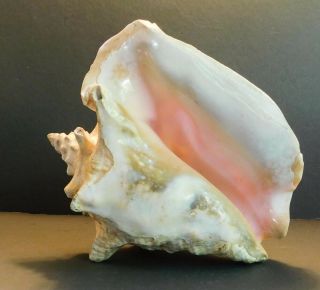 Huge Pink Queen Conch Shell 10 1/2 " Natural Seashell