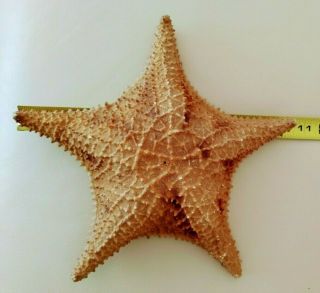 Real Dried Bahama Caribbean Starfish 10,  Inches