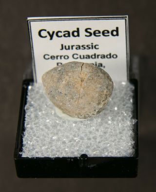 Fossil Cycad Seed – Argentina