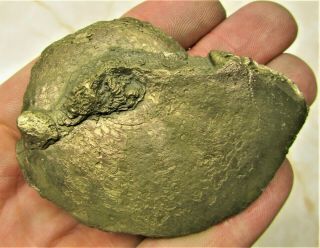 Stunning Large Oxynoticeras Pyrite Ammonite 70 Mm Jurassic Coast Fossil Uk Gift