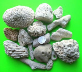 Sm/md Dried Coral Fossil Rock Shell Beach Ocean Sea Reef Fish Tank Aquarium Smc4