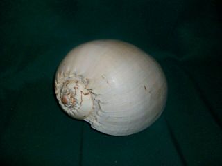 Heavy Baler Extra Large Decorative Shell 9 " L X 5 " H Melon Seashell Table Top