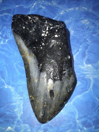 Huge 4.  96” Megalodon Shark Tooth Teeth Fossil Meg Scuba Diver Direct 1362
