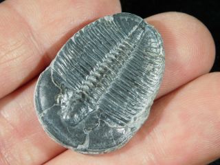 A Larger 100 Natural 500 Million Year Old Elrathia Trilobite Fossil Utah 3.  91