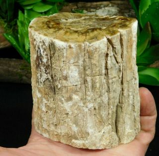 Perfect Bark A Larger Polished Petrified Wood Roller Fossil Madagascar 622gr