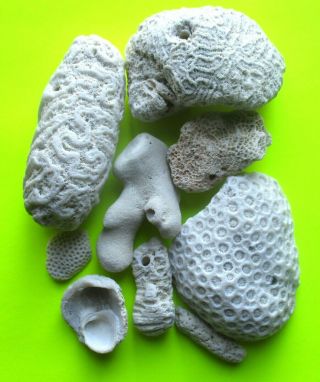 Sm/md Dried Coral Fossil Rock Shell Beach Ocean Sea Reef Fish Tank Aquarium Smc8