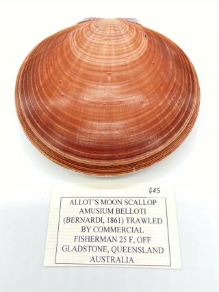Collectible Allots Moon Scallop Sea Shell