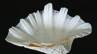 Large 9 " Mother Of Pearl Clam Sea Shell For Aquarium Home Decoration Or Ashtray