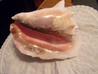Huge Pink Queen Conch Sea Shell Strombus Lobatus Gigas Large 9 "