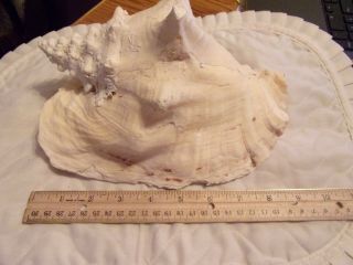 Huge Pink Queen Conch Sea Shell Strombus Lobatus gigas Large 9 