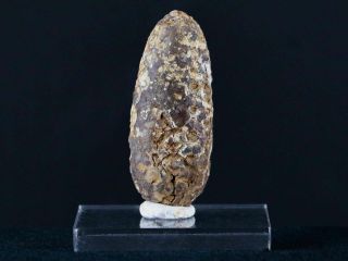 2.  1 In Fossil Pine Cone Equicalastrobus Replaced By Agate Eocene Morocco Seeds