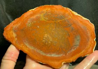 Rare Petrified Brazilian Fern Rough Slab