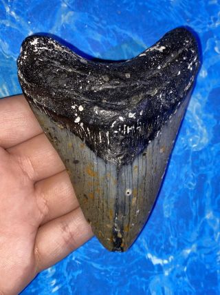 Megalodon Shark Tooth 4.  19” Huge Teeth Big Fossil Meg Scuba Diver Direct 1319