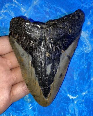 Megalodon Shark Tooth 4.  95” Huge Teeth Big Fossil Meg Scuba Diver Direct 1318