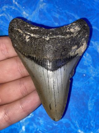 Megalodon Shark Tooth 3.  51” Huge Teeth Big Fossil Meg Scuba Diver Direct 1313