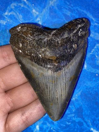 Megalodon Shark Tooth 3.  63” Huge Teeth Big Fossil Meg Scuba Diver Direct 1311