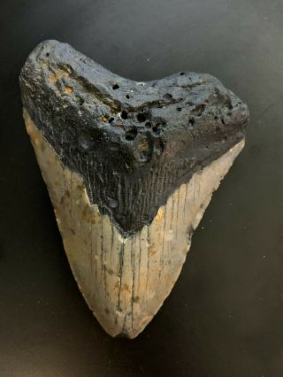 Megalodon Shark Tooth 4.  251 Inch (no Restore) & Rare,  Diver Direct