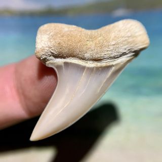 1.  57” Bakersfield Mako Shark Tooth - Museum Quality - Not Megalodon