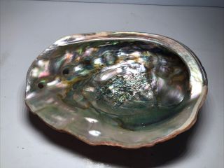 Large Abalone Sea Shell 8x6” Bowl Mother Of Pearl Seashell Absolutely